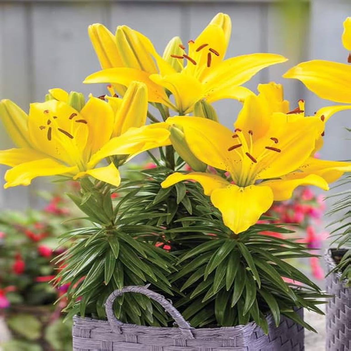 Heirloom Non-GMO Crinum Flower Seeds for Planting  Fragrant Tropical Garden Blooms, High Germination