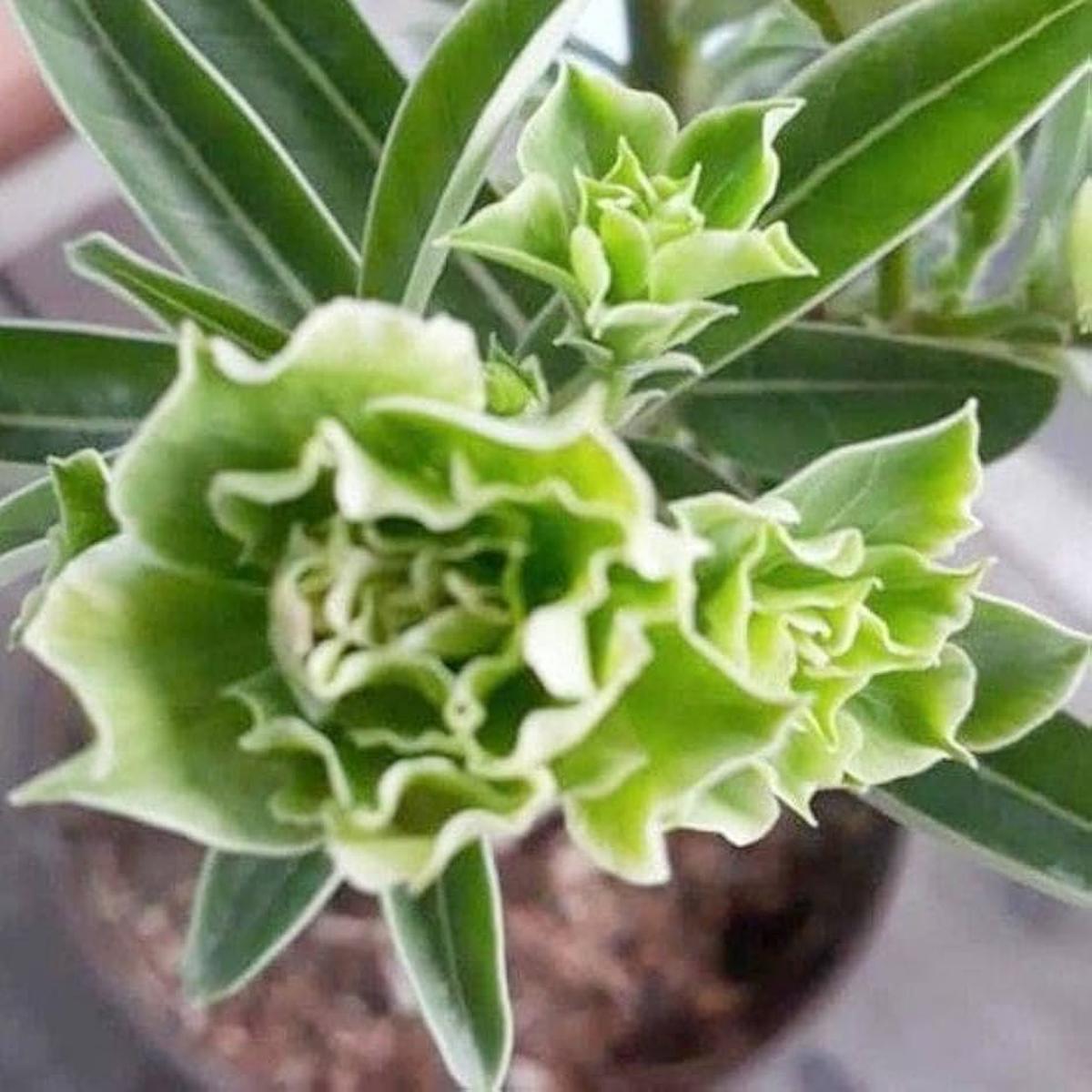 Heirloom Non-GMO Light Green Adenium Obesum Flower Seeds for Planting  Desert Rose Bonsai Seeds