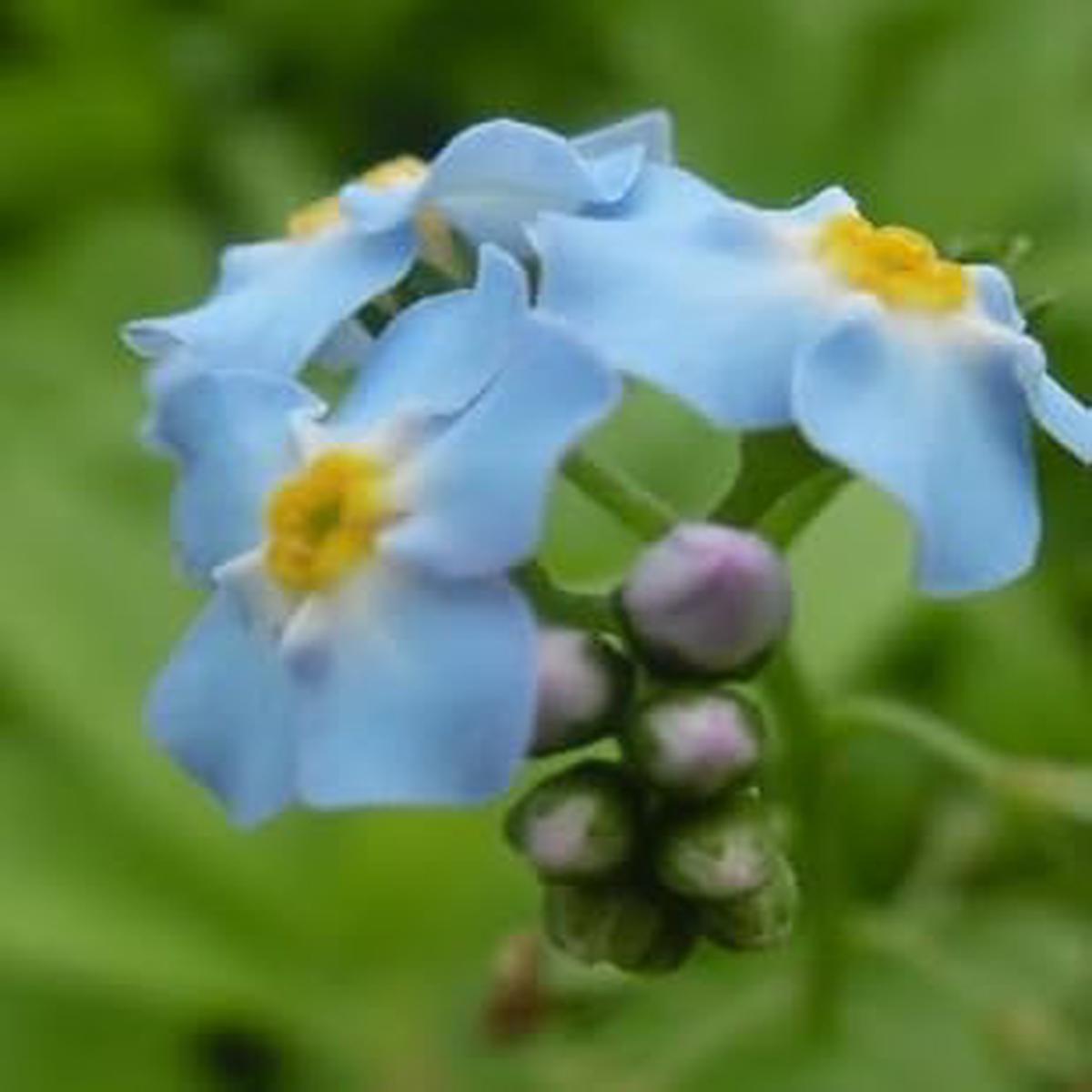 Heirloom Non-GMO Sky Blue Nezabudka Flower Seeds for Garden Planting High Germination Organic Garden Seeds