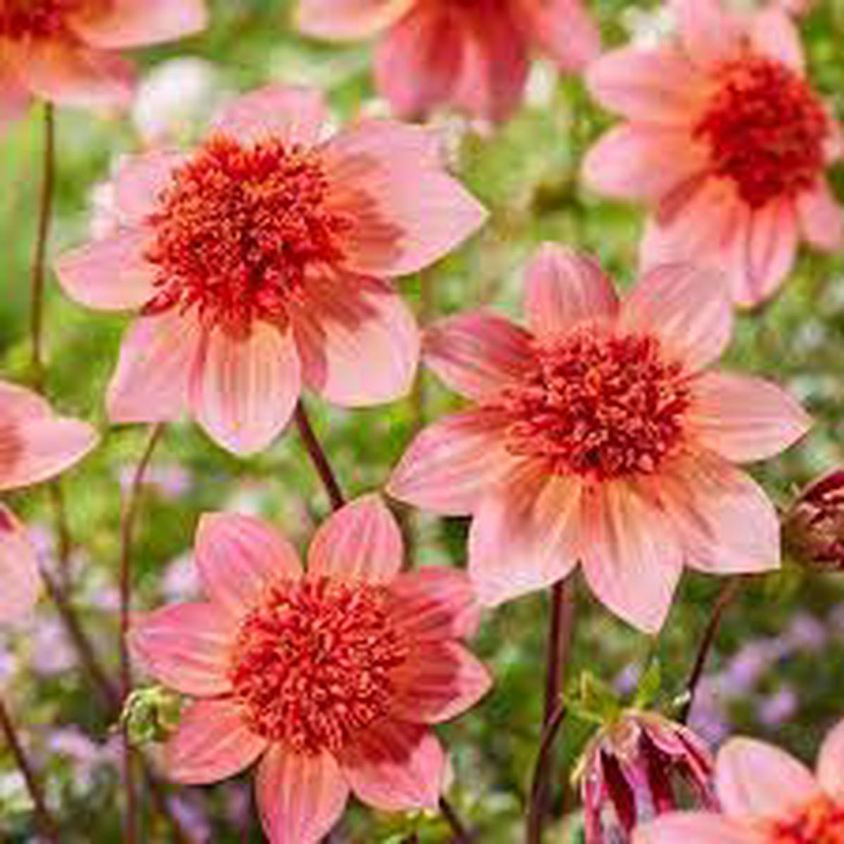 Heirloom Tangerine Anemone Dahlia Flower Seeds  Non-GMO Exotic Blooms for Planting