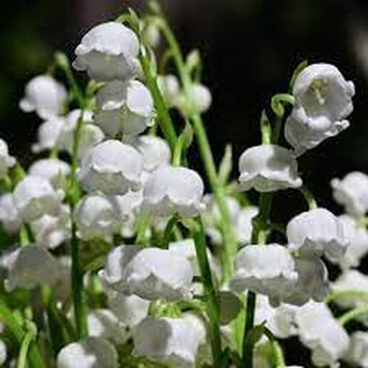 Heirloom Valley Flower seeds for Planting Drought Tolerant Heirloom & GMO Free Seeds for Home Garden