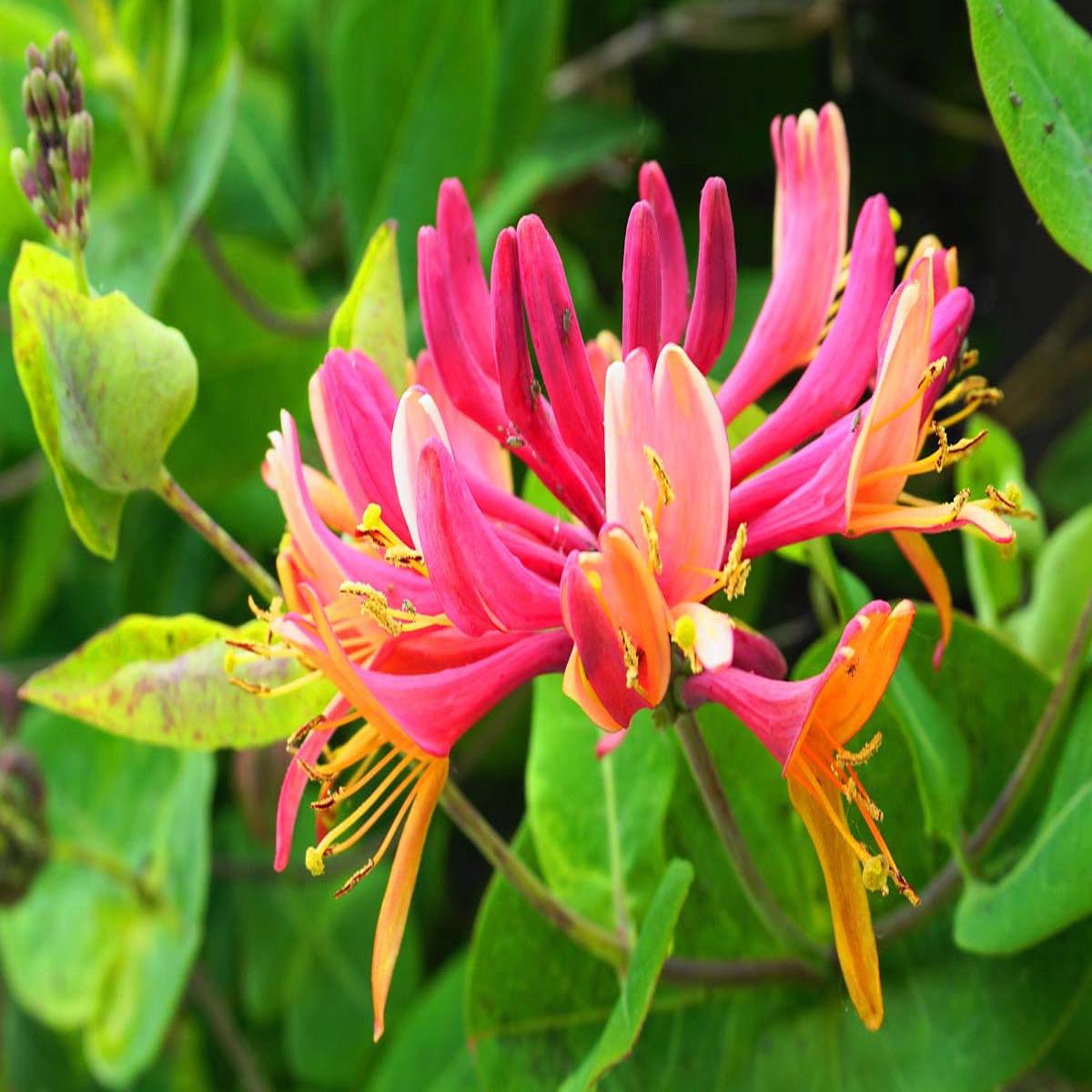 Honeysuckle Flower Seeds for Planting Heirloom, Non-GMO, Long Bloom, Organic Garden Seeds