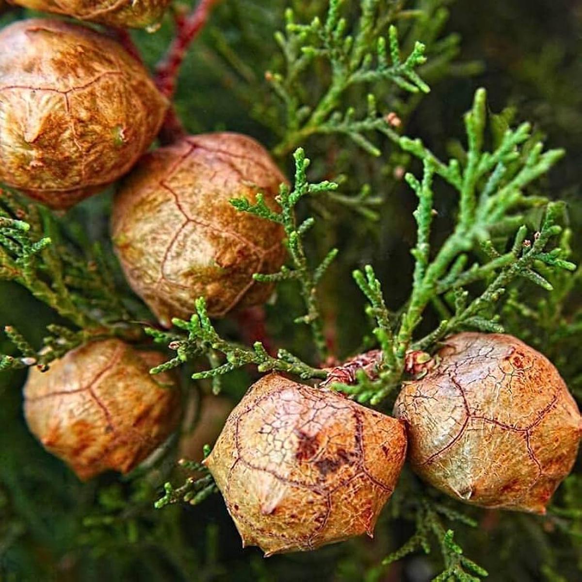 Italian Cypress Tree Seeds (Cupressus sempervirens) for Planting  Heirloom, Non-GMO, High Germination