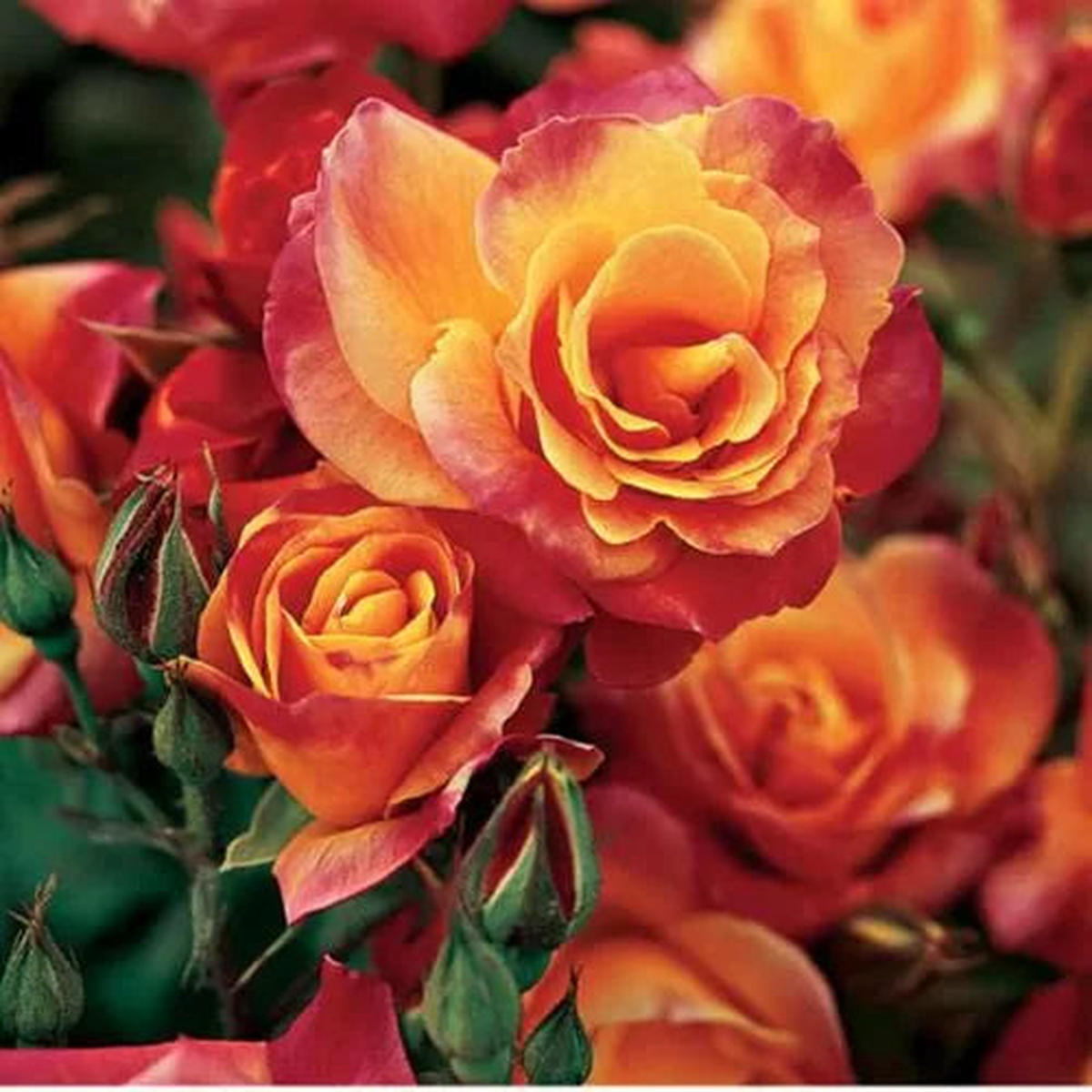 Josephs Coat Climbing Rose Seeds | Multicolor Climbing Rose Variety  Heirloom, Non-GMO, High Germination Organic Garden Seeds