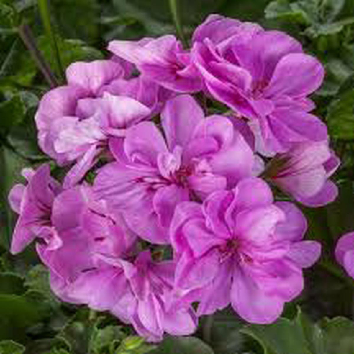 Light Violet Pelargonium Flower Seeds for Planting Low Maintenance Heirloom & GMO Free Seeds for Home Garden Sale