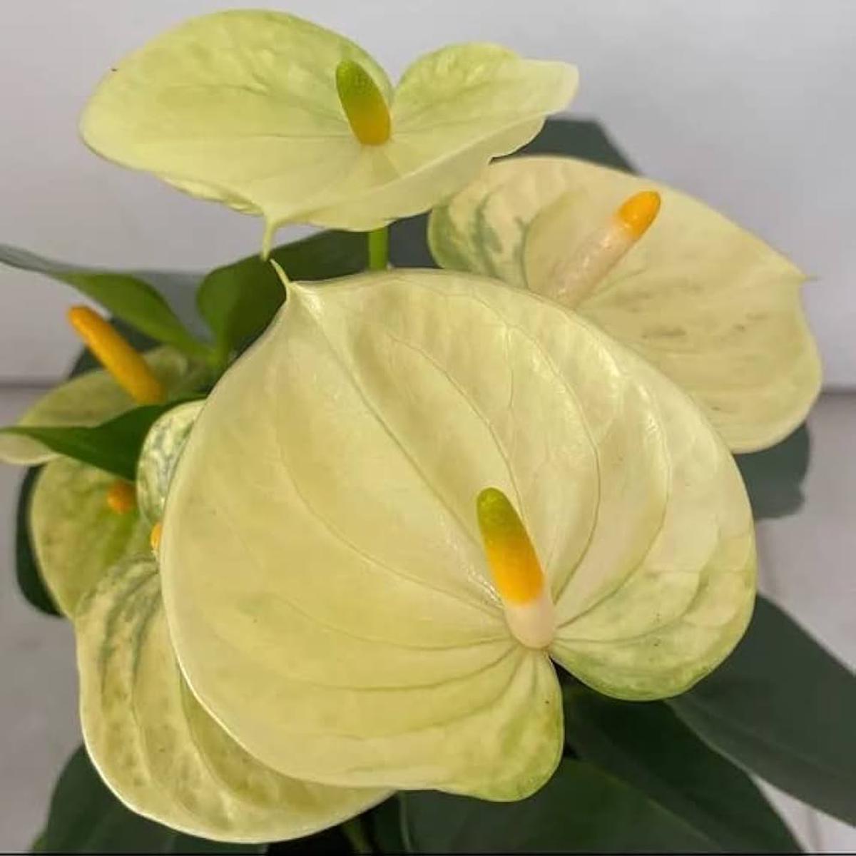 Light Yellow Anthurium Flower Seeds for Planting Heirloom, Non-GMO Sun-Loving Organic Garden Seeds