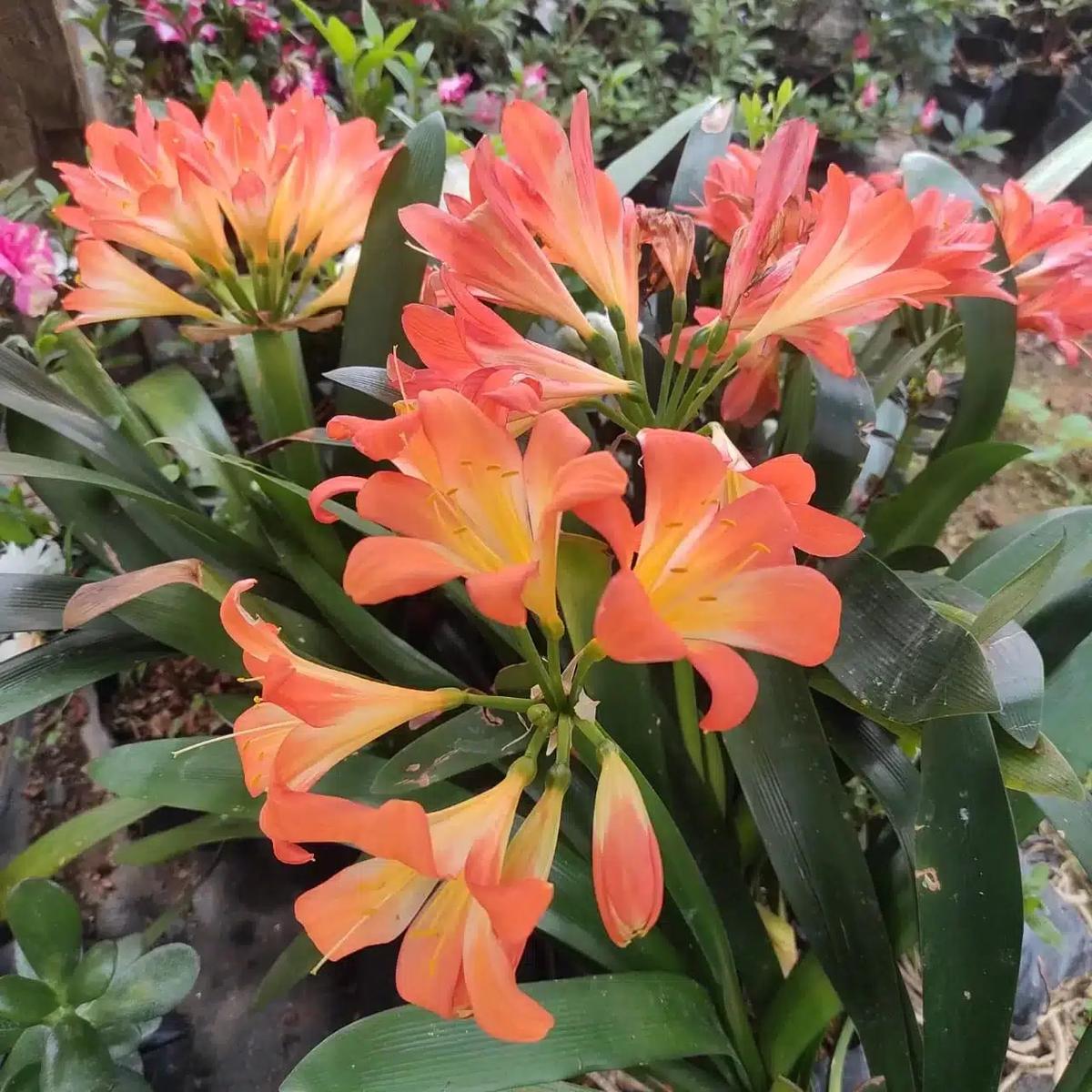 Lily Clivia Flower Seeds for Planting | Heirloom Non-GMO Seeds for Home Garden, High Germination