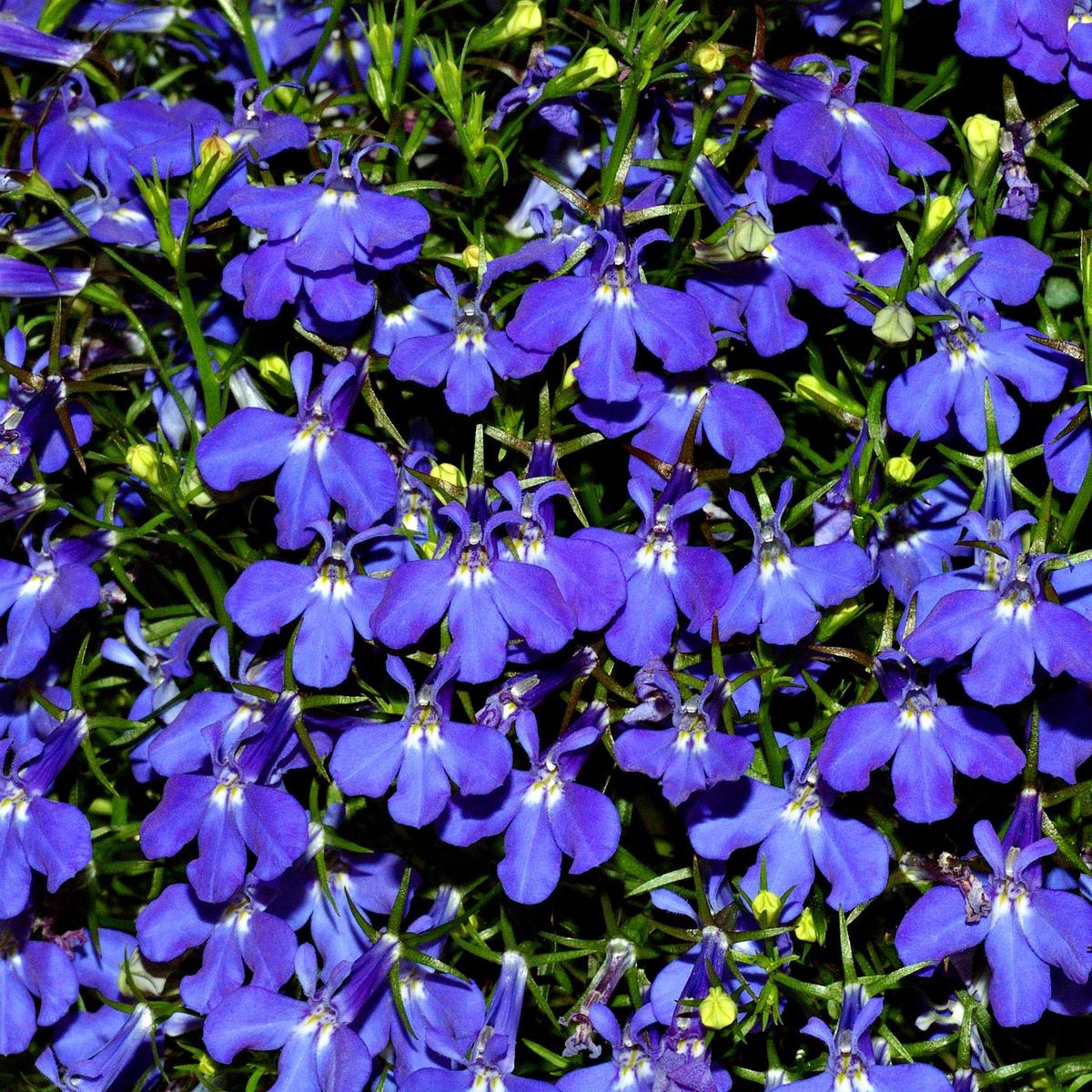 Lobelia Flower Seeds for Planting Heirloom, Non-GMO, Easy to Grow, Annual