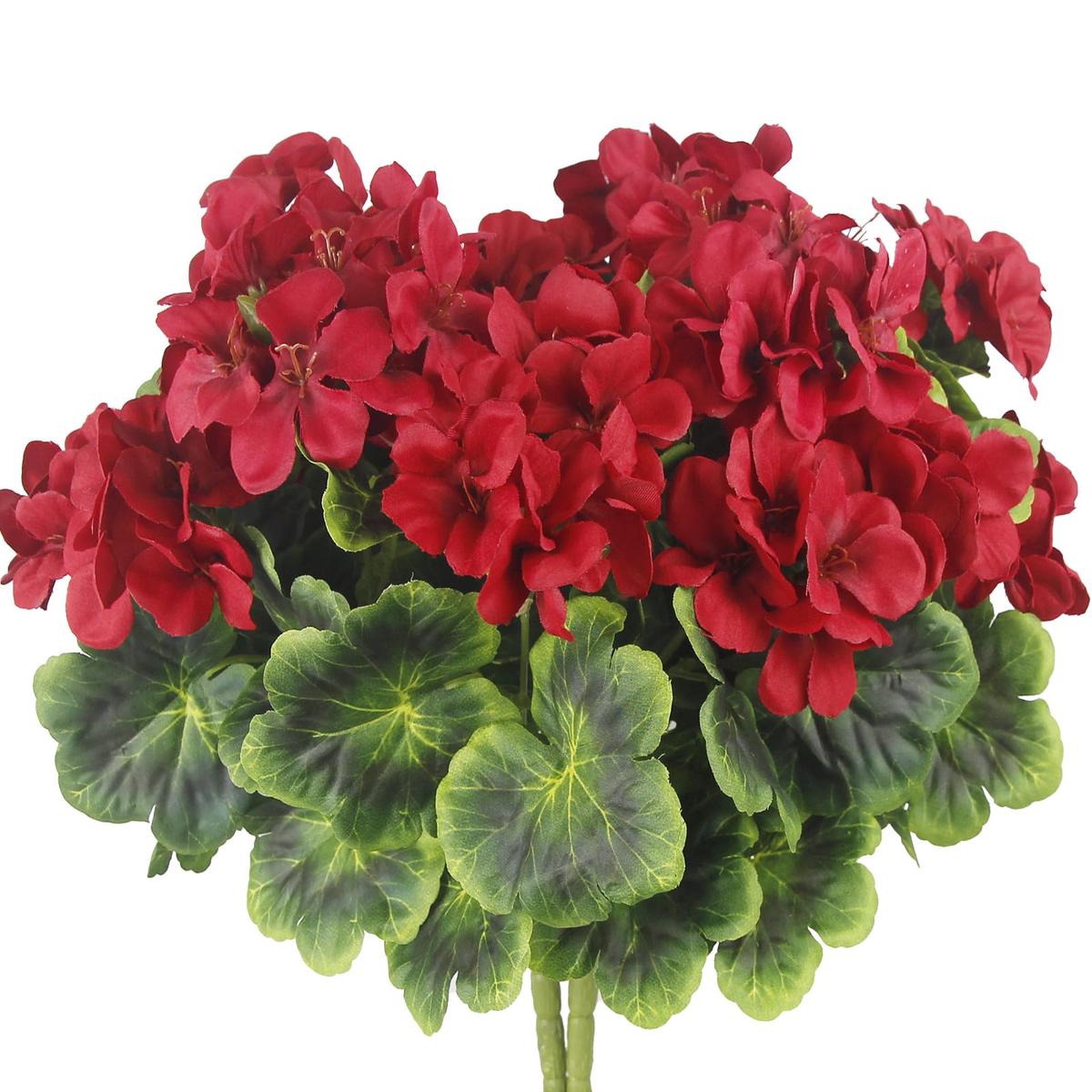 Maroon Red White Geranium Flower Seeds for Planting  Heirloom, Non-GMO, High Germination, Organic Garden