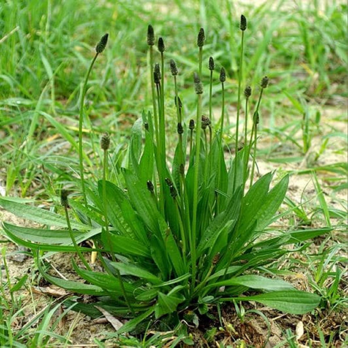 Mixed Lanceolata Plantago lanceolata Flower Seeds for Planting in Garden and Meadow