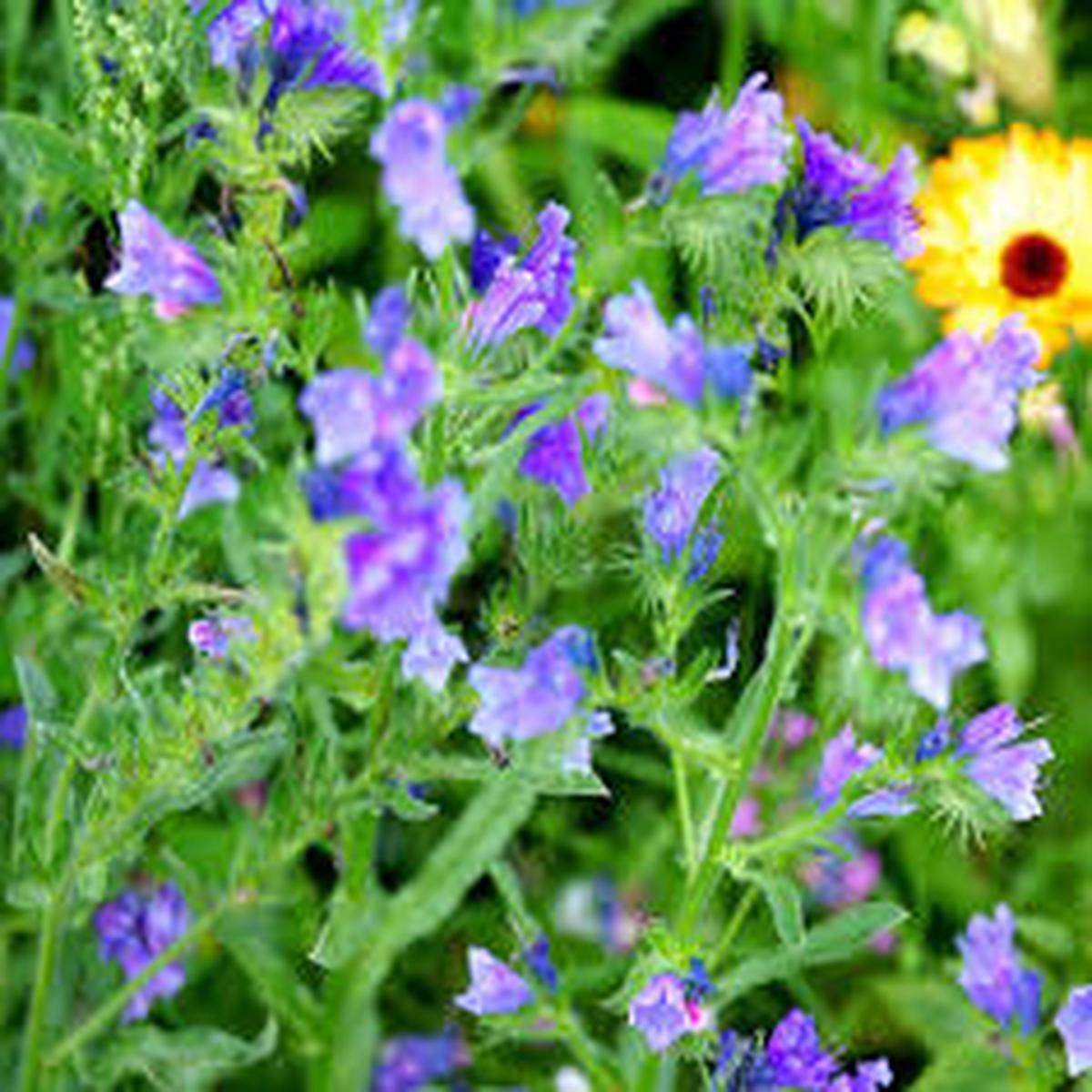 Natternkopf Echium Vulgare Blue Flower Seeds for Planting in Flower Bed