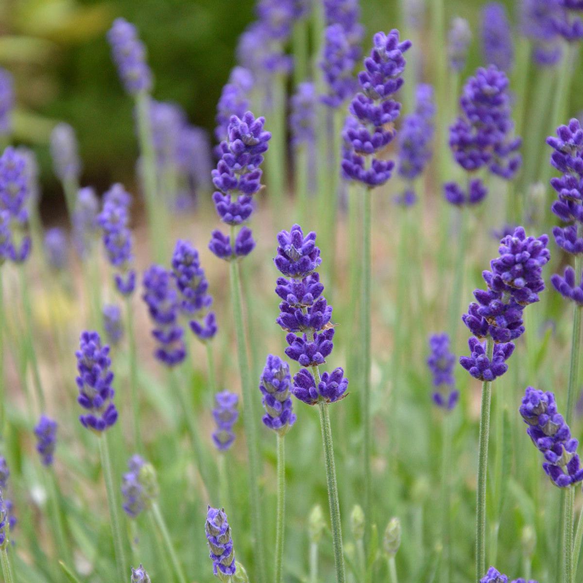 Organic Heirloom Blue Angustifolia Flower Seeds for Planting  Non-GMO Fragrant Garden Blooms