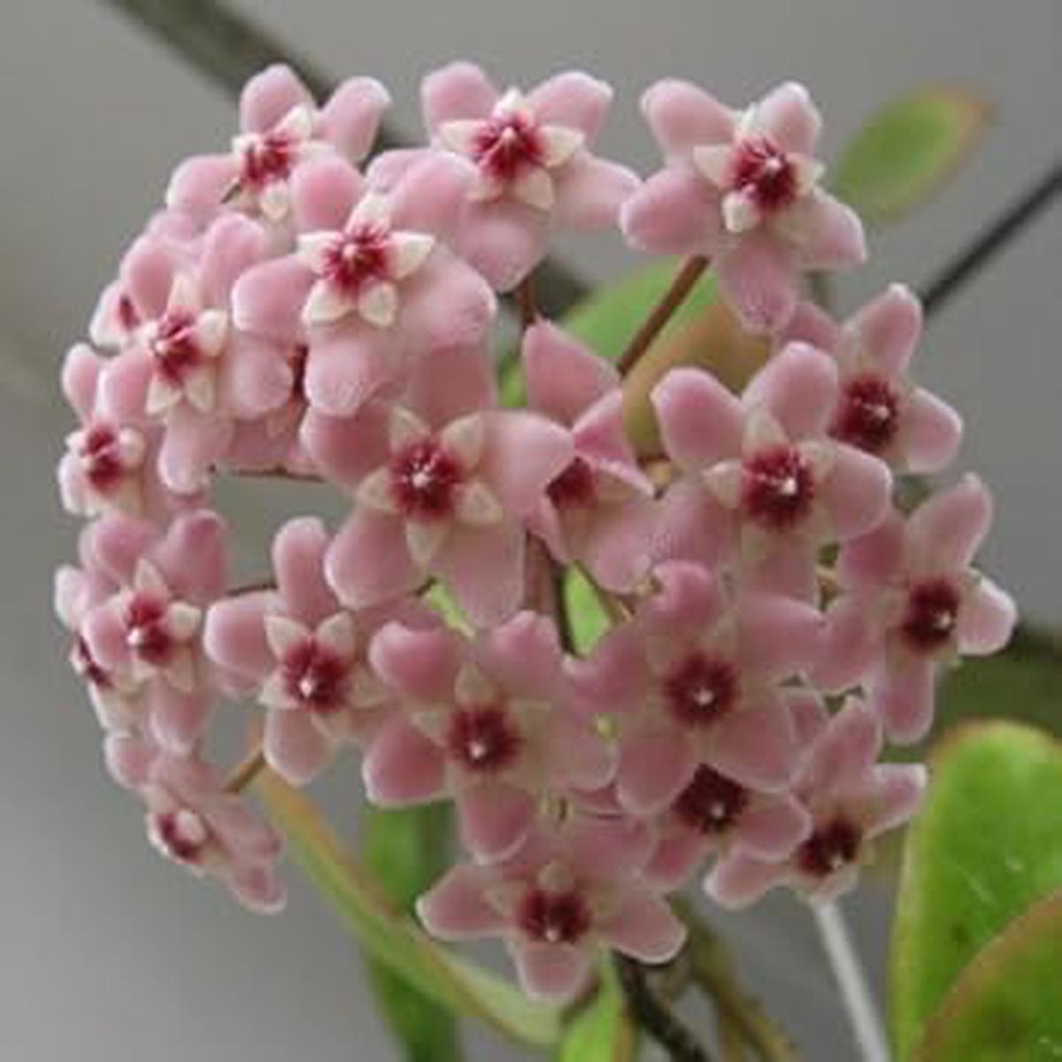 Organic Heirloom Pink Hoya Flower Seeds  Non-GMO High Germination Seeds for Planting