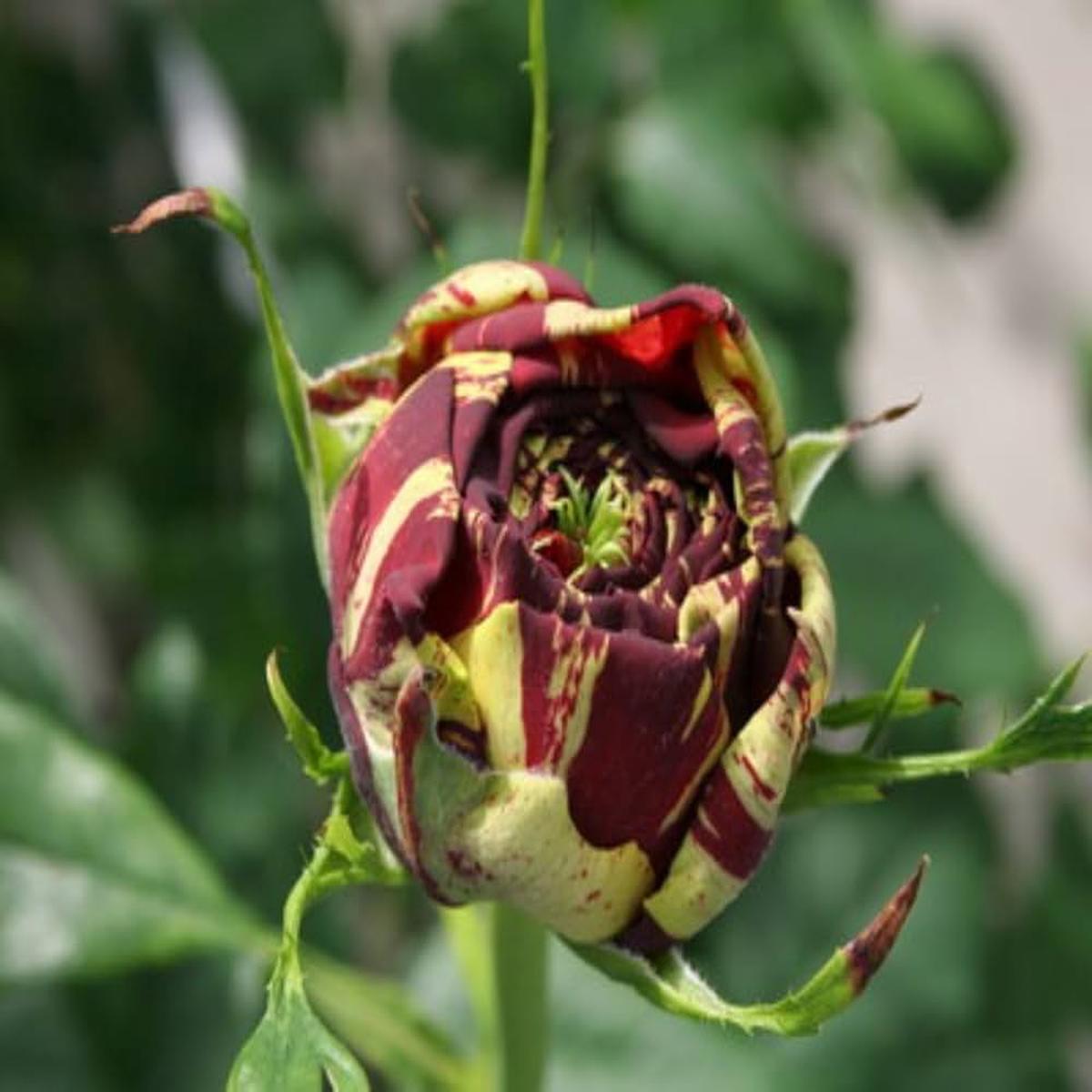 Osiria Rose Seeds for Planting Rosa spp. for flower beds and rose gardens