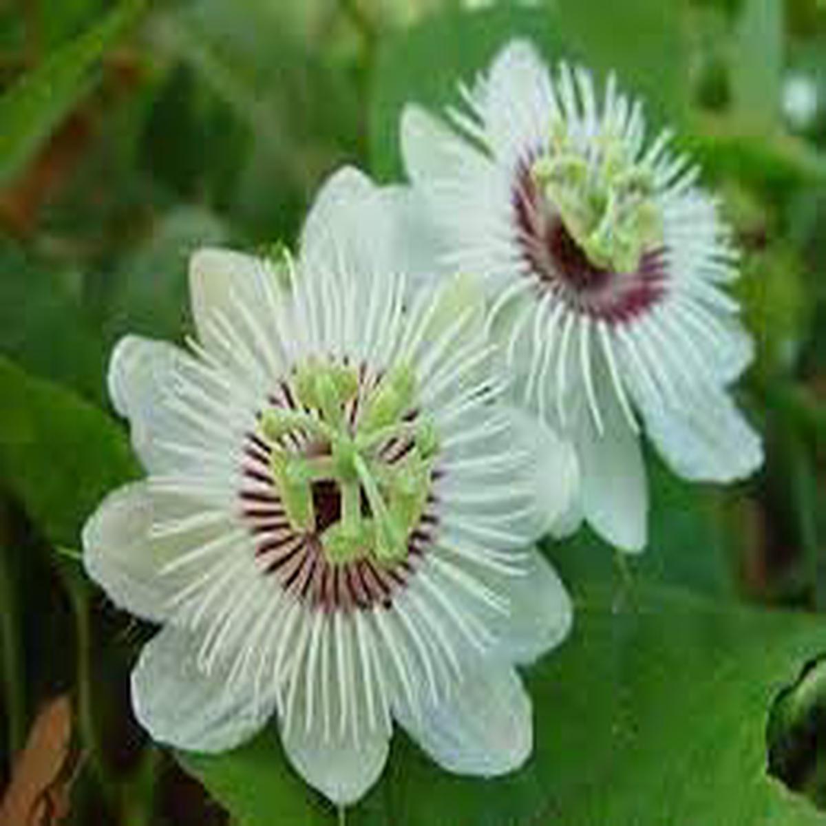 Passiflora Flower Seeds  Heirloom, Non-GMO, High Germination Organic Garden Seeds