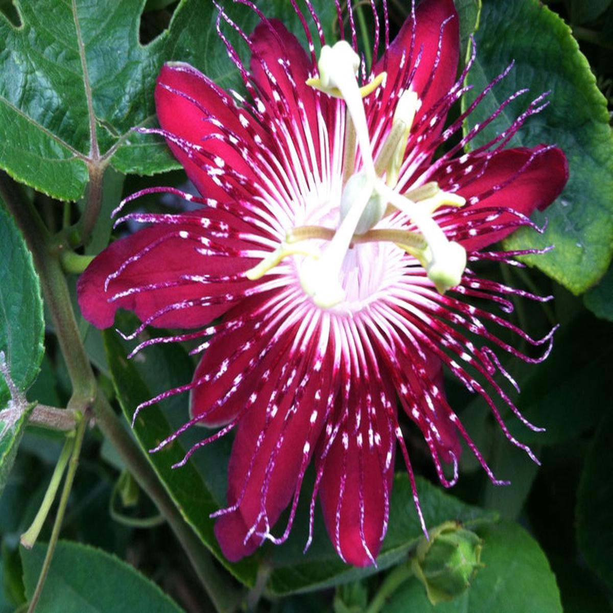 Passion Flower seeds for Planting Long Bloom Season Heirloom & GMO Free Seeds for Home Garden