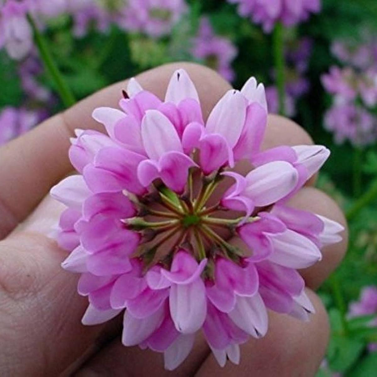 Pink Crownvetch Flower Seeds for Planting  Organic, Heirloom, Non-GMO Ground Cover Seeds