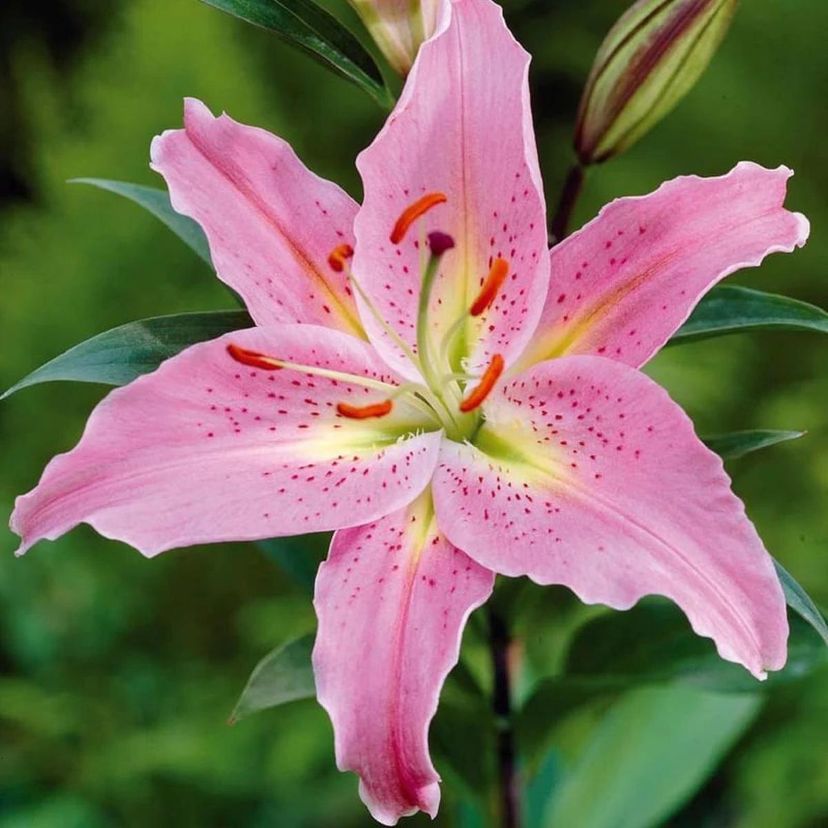 Pink Lilium Flower Seeds for Planting  Heirloom, Non-GMO, Cottage Garden Essential, High Germination