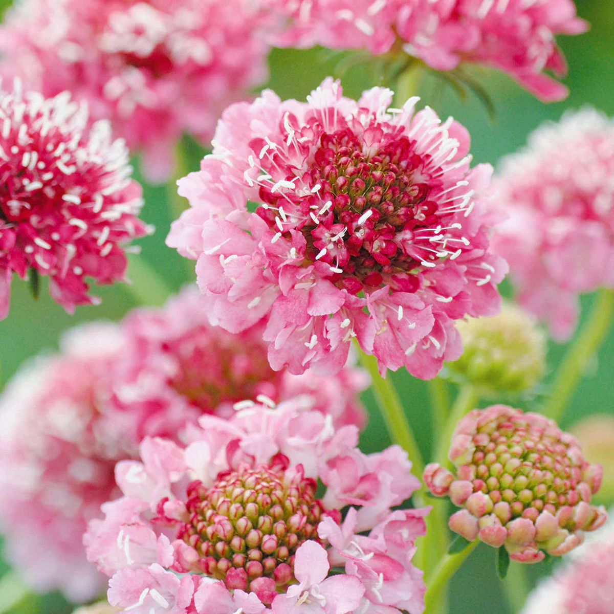 Pink Scabiosa Salmon Flower Seeds for Planting Heirloom, Non-GMO, High Germination Organic Garden Seeds