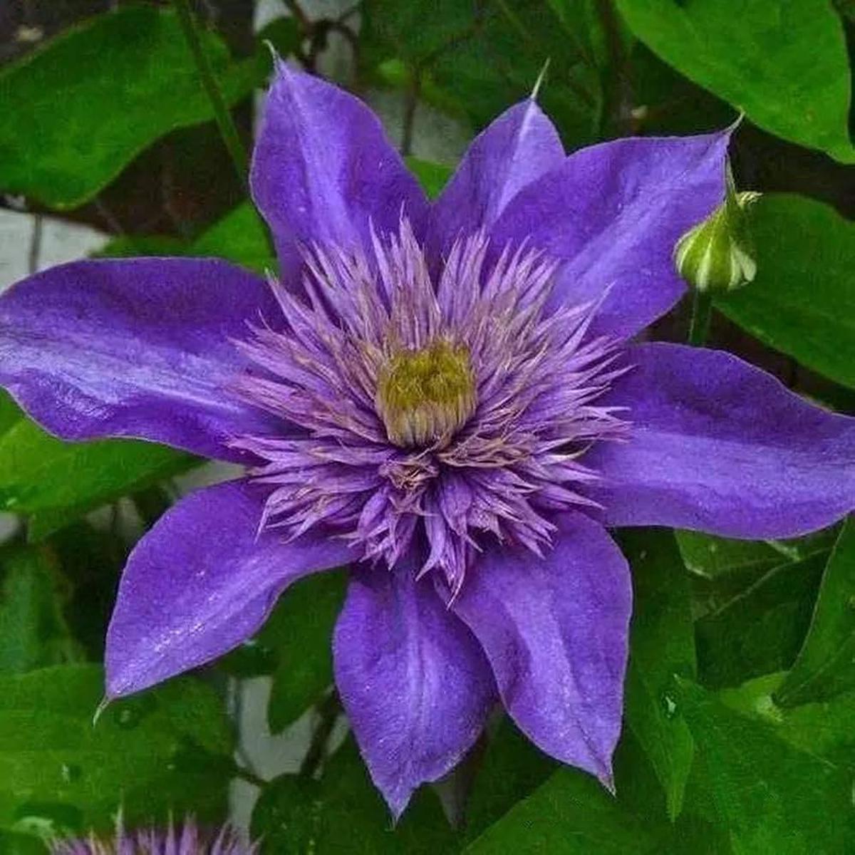 Purple Clematis Flower seeds for Planting Cut Flower Favorite Heirloom & GMO Free Seeds for Home Garden Sale