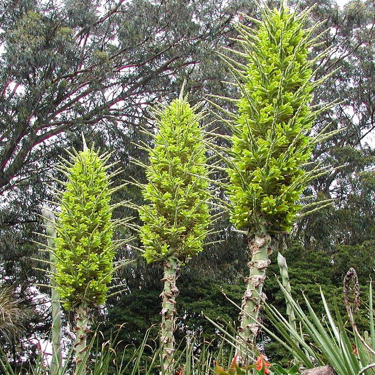 Puya Flower Seeds for Planting  Compact Growth, Heirloom Non-GMO High Germination Organic Garden Seeds
