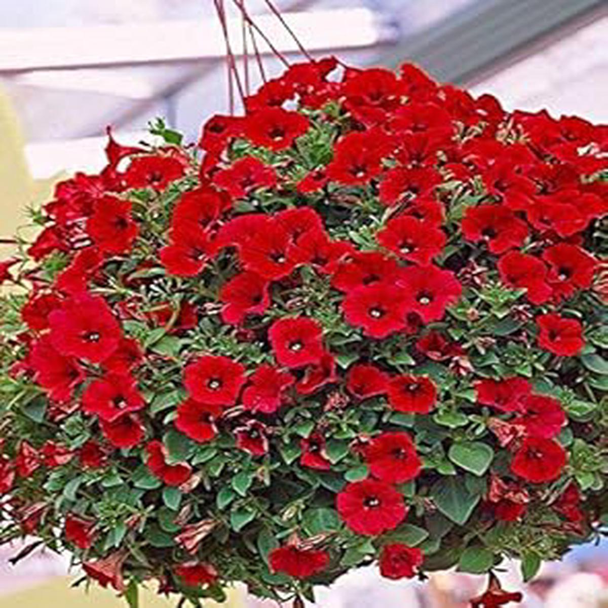 Red Petunia Hanging Flower Seeds for Planting  Heirloom Non-GMO High Germination Organic Garden Seeds for Blooms