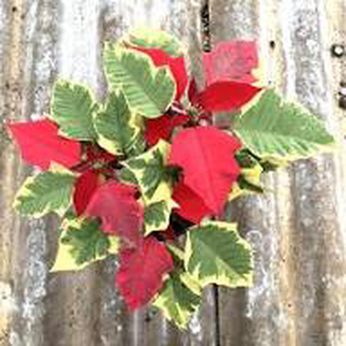 Red Yellow Poinsettia Flower Seeds for Planting | Heirloom Non-GMO High Germination Organic Garden Seeds