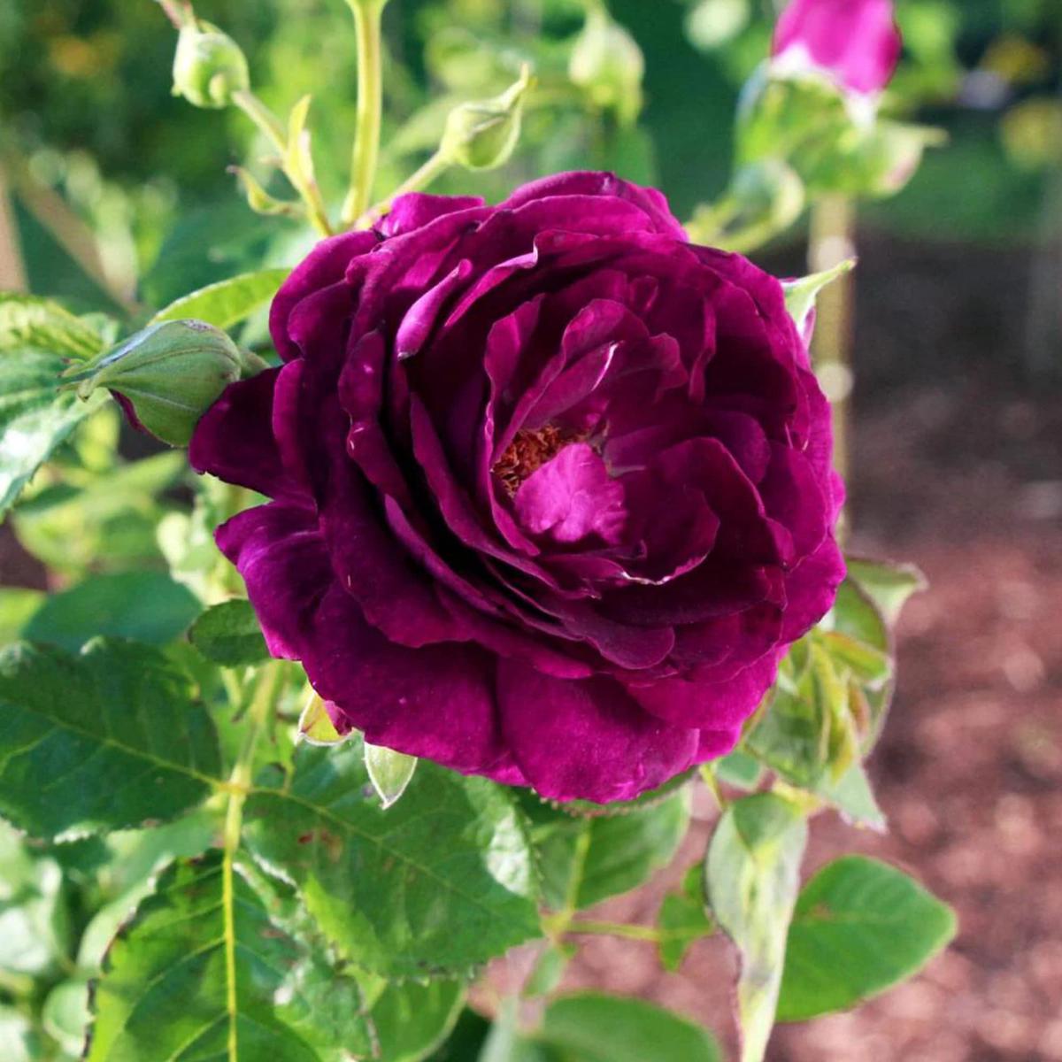 Rosa 'Twilight Zone' (Rose) Flower Seeds for Planting  Heirloom, Non-GMO, Fragrant, Perennial