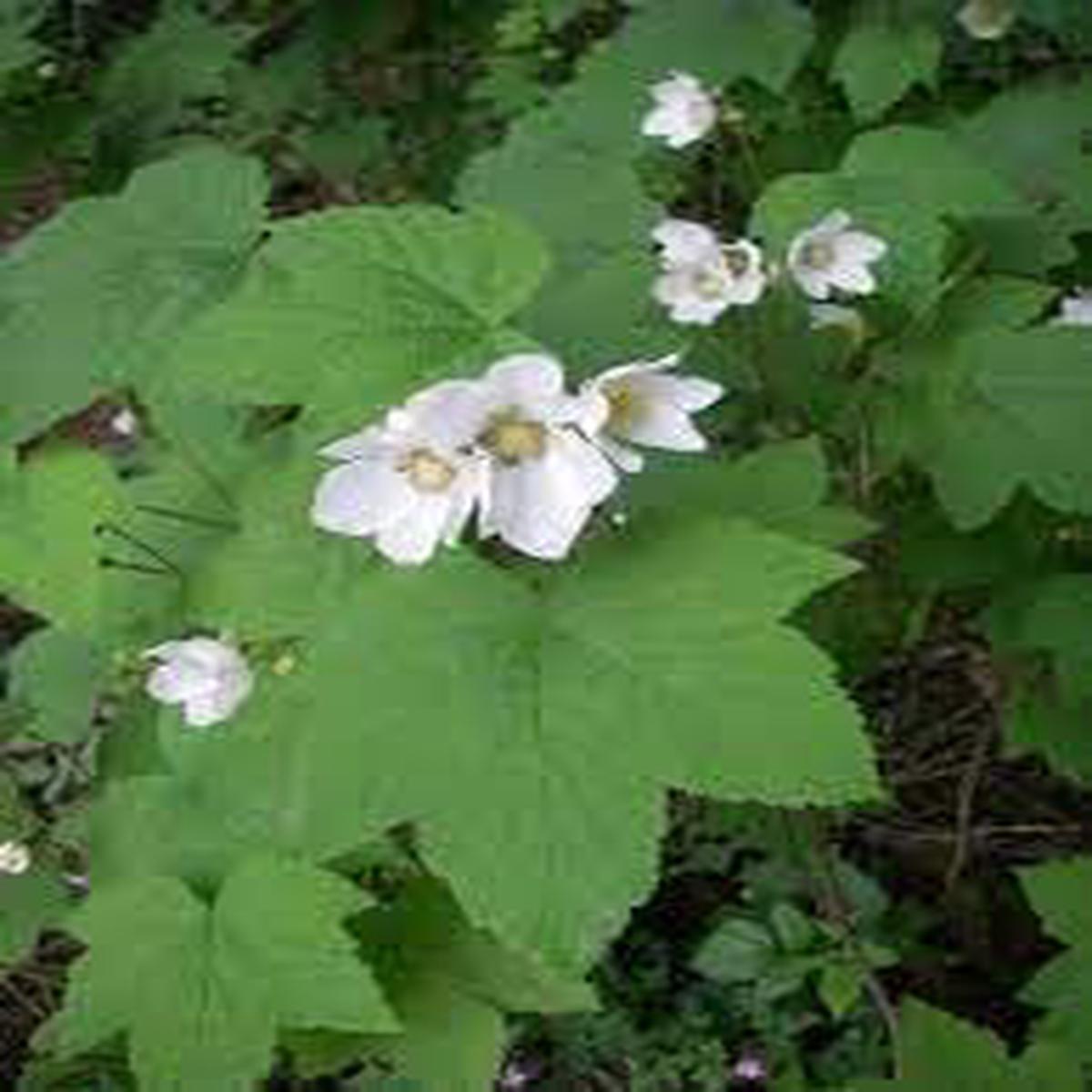 Rubus Parviflorus Flower seeds for Planting, Hardy Variety Heirloom & GMO Free Seeds for Home Garden