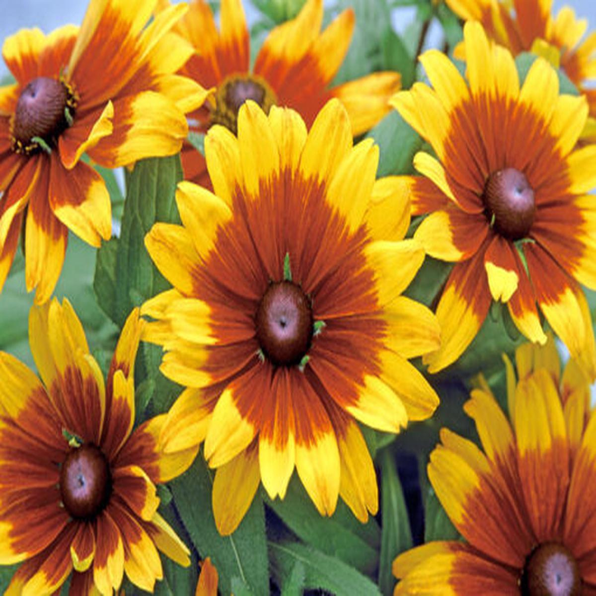 Rudbeckia Becky Cinnamon Bicolor Imported  Heirloom, Non-GMO, High Germination Organic Garden Seeds