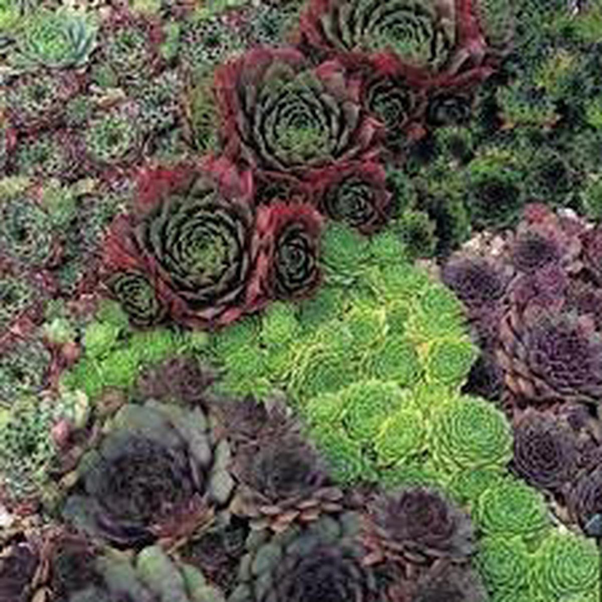 Sempervivum Flower seeds for Planting - Vibrant Colors, Heirloom & GMO Free Seeds for Home Garden