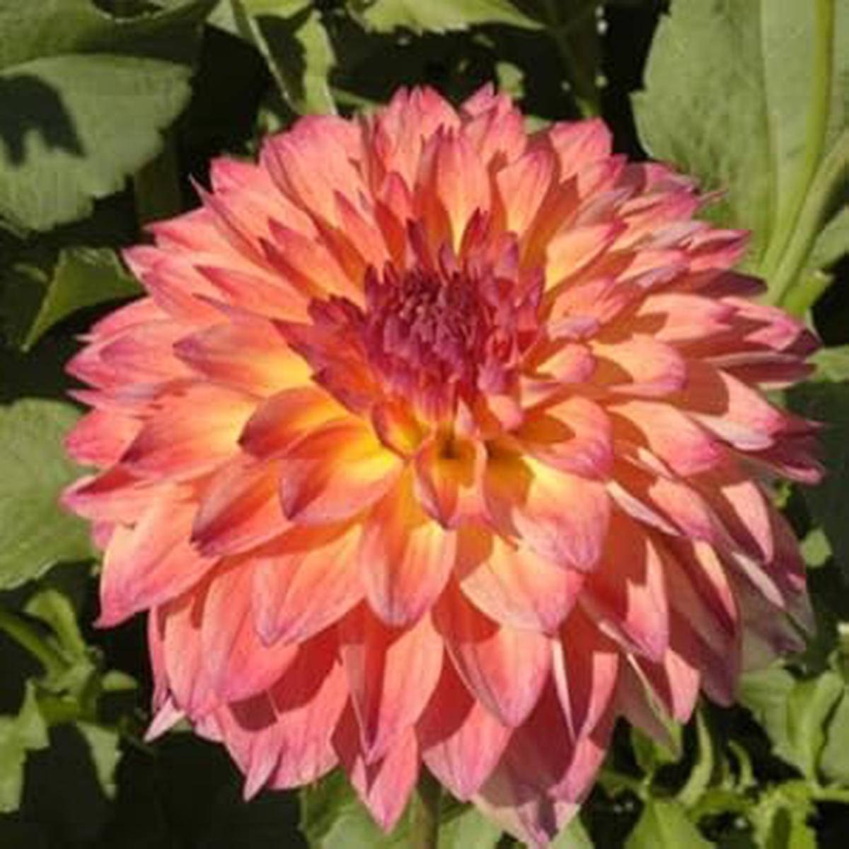 September Morn Dahlia Flower Seeds for Planting Fragrant Blossoms, Heirloom, Non-GMO, High Germination
