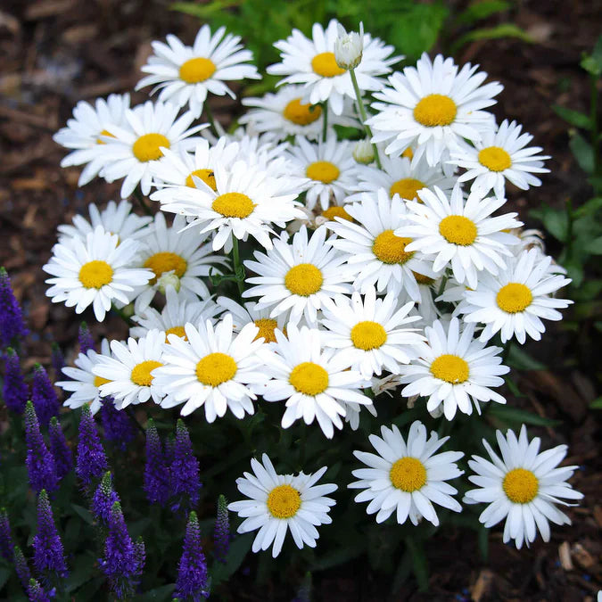 Shasta Daisy Flower Seeds for Planting  Heirloom, Non-GMO, Easy to Grow, Perennial