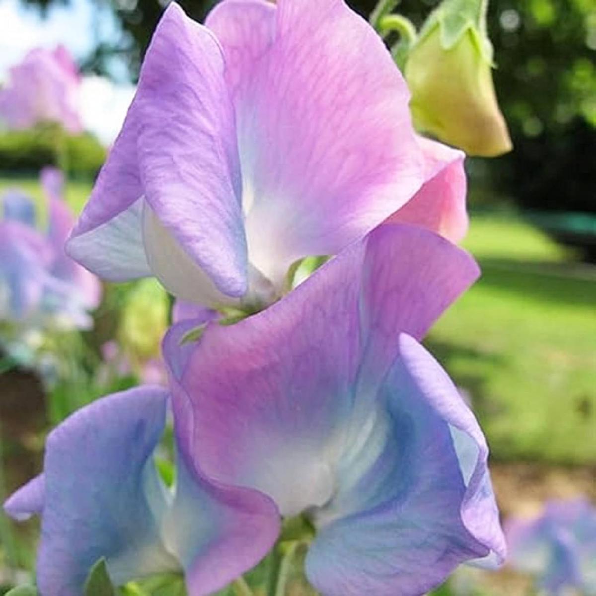 Sweet Pea 'Northern Lights' Flower Seeds for Planting  Heirloom, Non-GMO, Easy to Grow, Annual