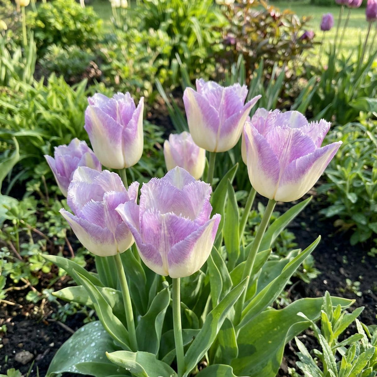 Tulip Flower Seeds Planting White Lavender