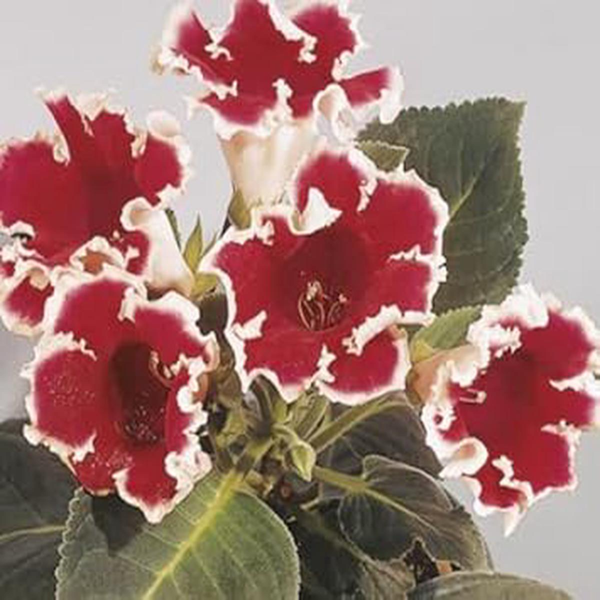 White Maroon Gloxinia Flower Seeds for Planting  Sun Loving, Heirloom, Non-GMO, High Germination
