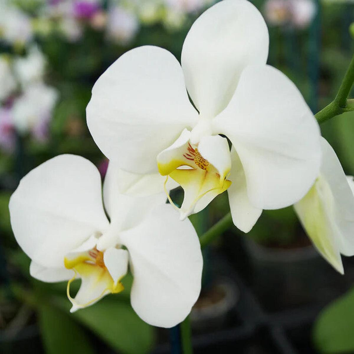 White Phalaenopsis Flower Seeds for Planting Heirloom Non-GMO, High Germination Organic Garden Seeds
