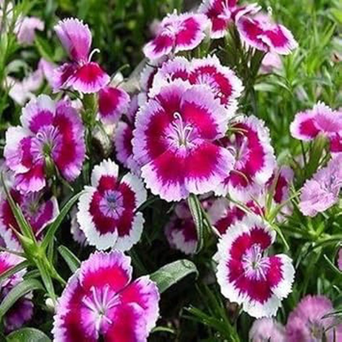 White Pink Dianthus Barbatus Flower seeds for Planting Seasonal Bloomer Heirloom & GMO Free Seeds for Home Garden   Sale