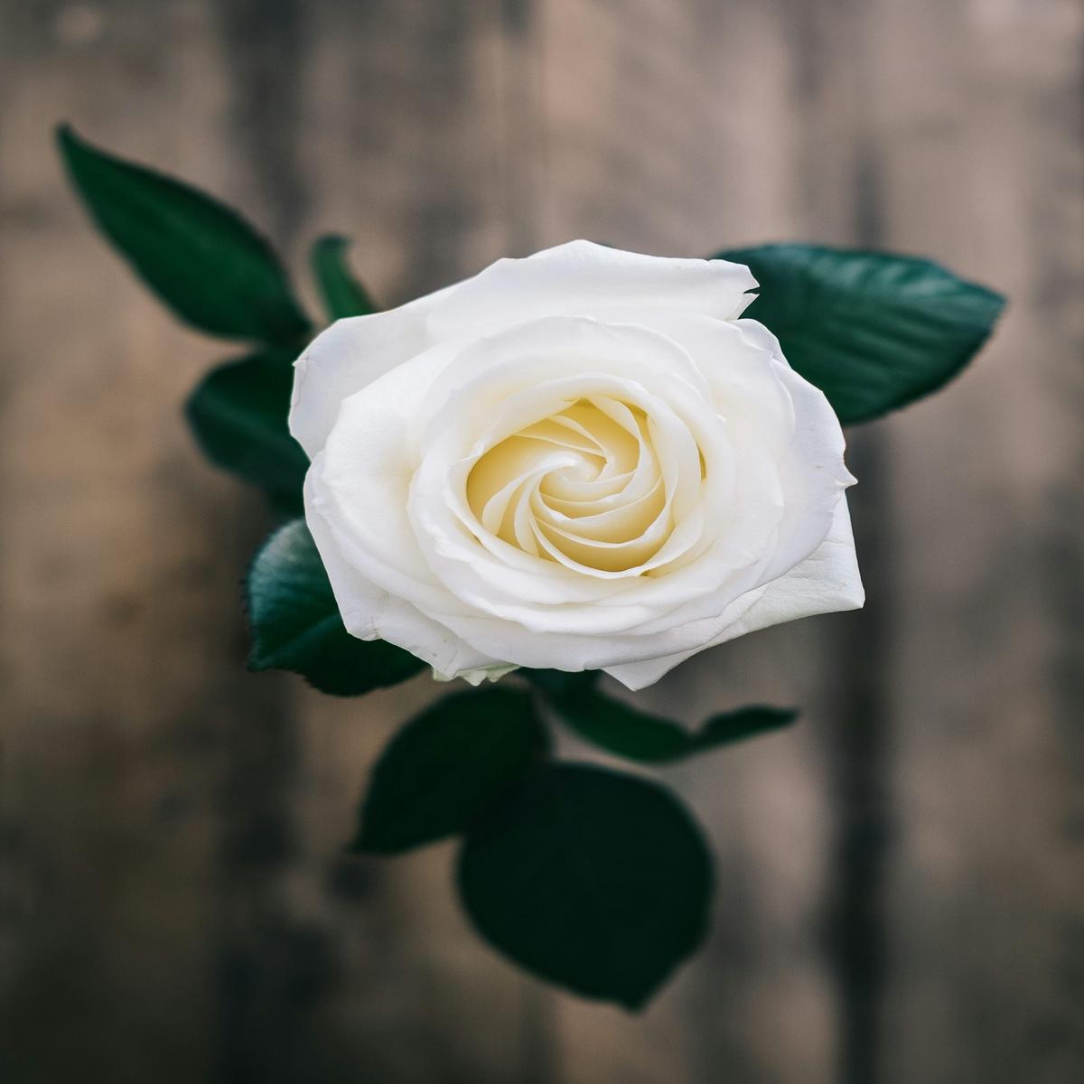 White Rose Flower Seeds for Planting - Heirloom, Non-GMO, Sun Loving Organic Garden Seeds