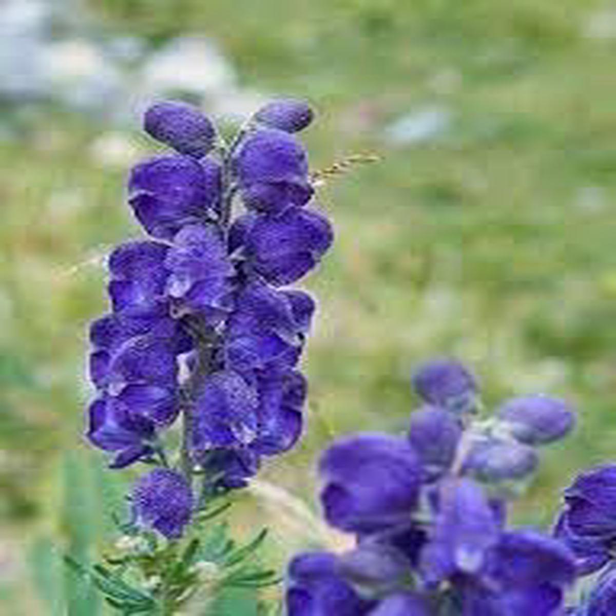 Wolfsbane Flower Seeds for Planting  Heirloom, Non-GMO, Shade Tolerant Organic Garden Seeds