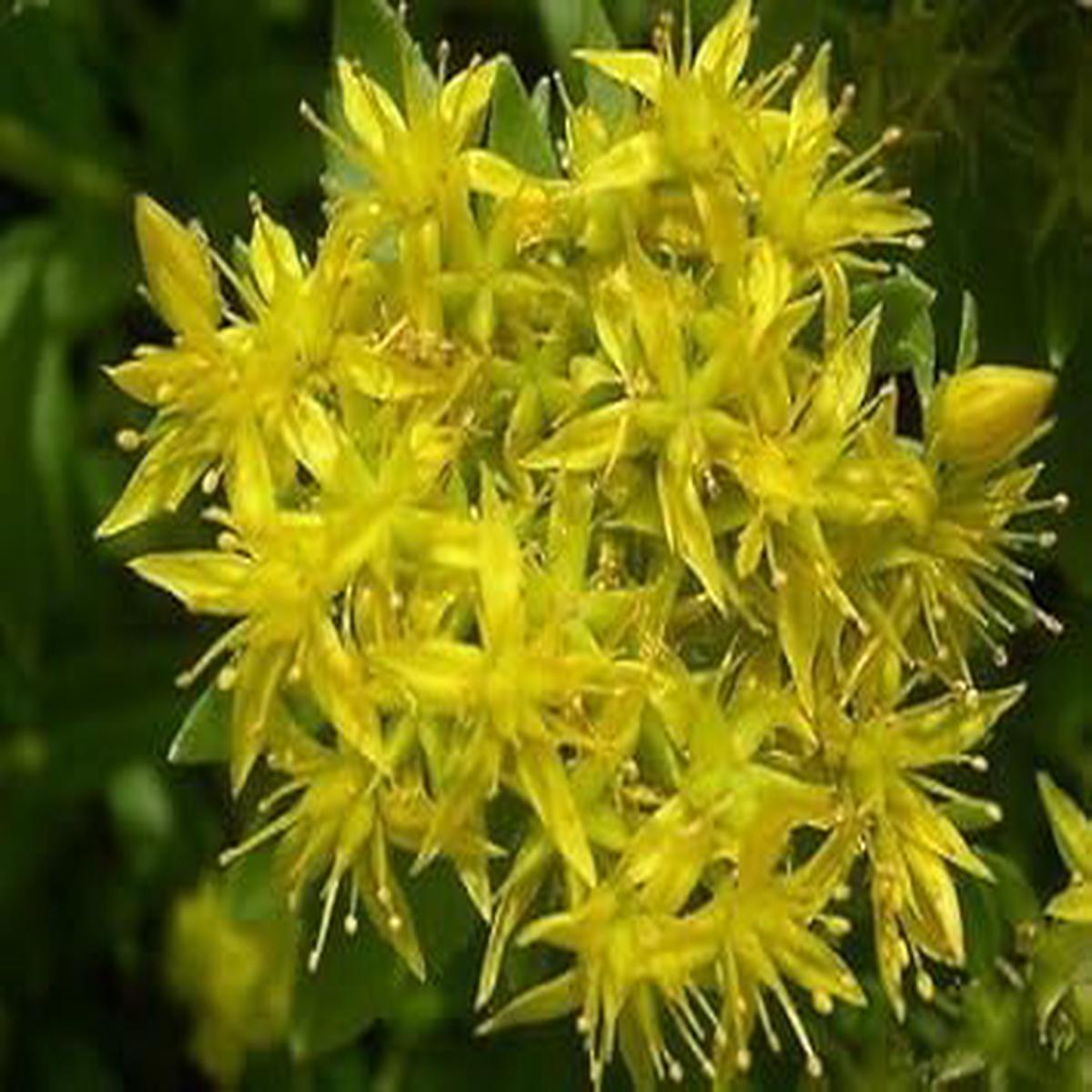 Yellow Aizoon Flower seeds for Planting - Perfect for Borders, Heirloom & GMO Free Seeds for Home Garden