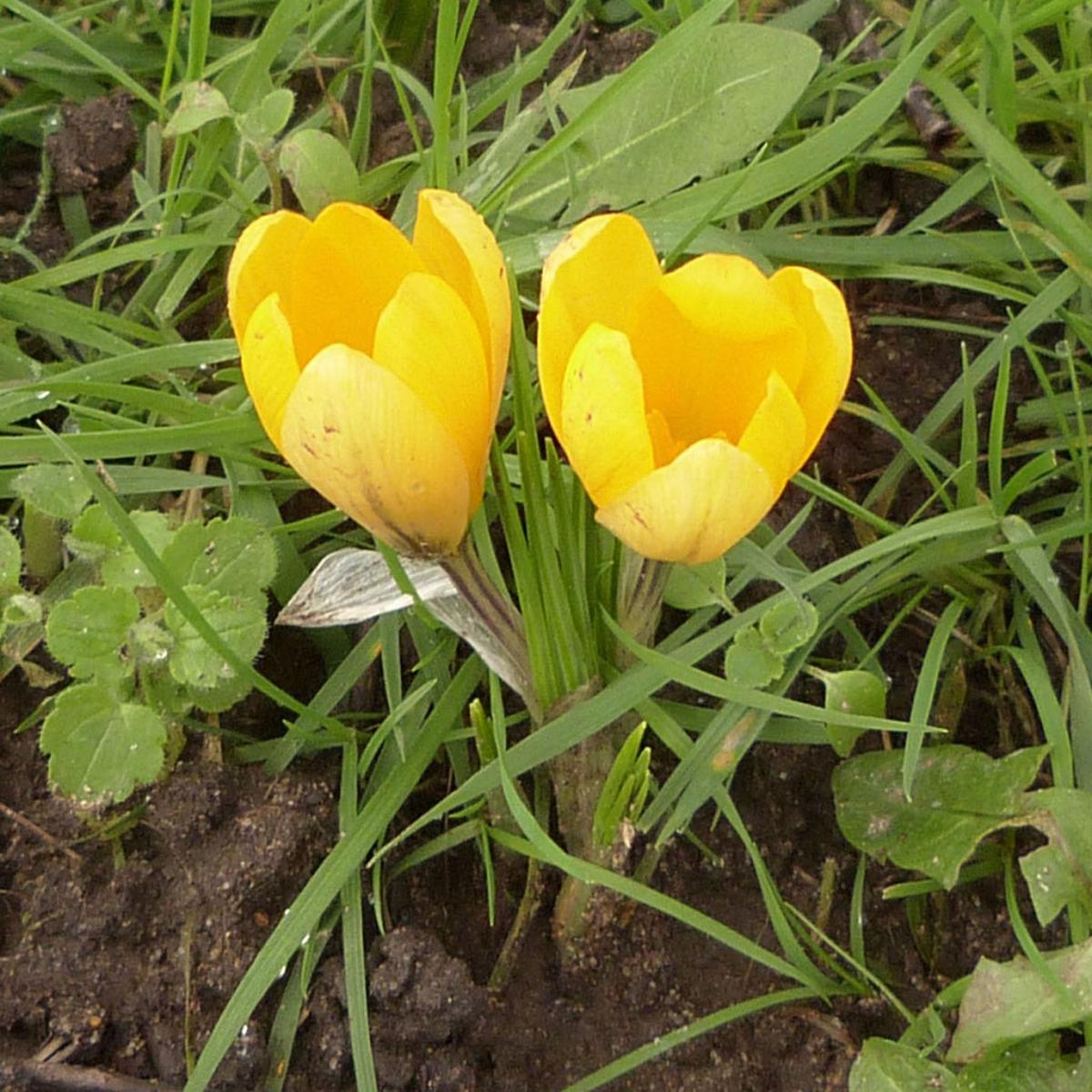 Yellow Crocus Flower Seeds for Planting  Heirloom, Non-GMO, Perfect for Borders, Organic Garden Seeds
