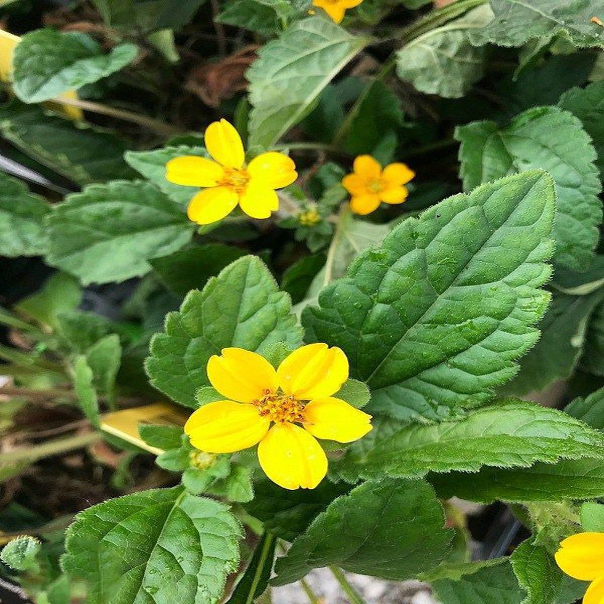 Yellow Perennial Flower Seeds for Planting  Premium Quality, Heirloom & Non-GMO for Home Garden