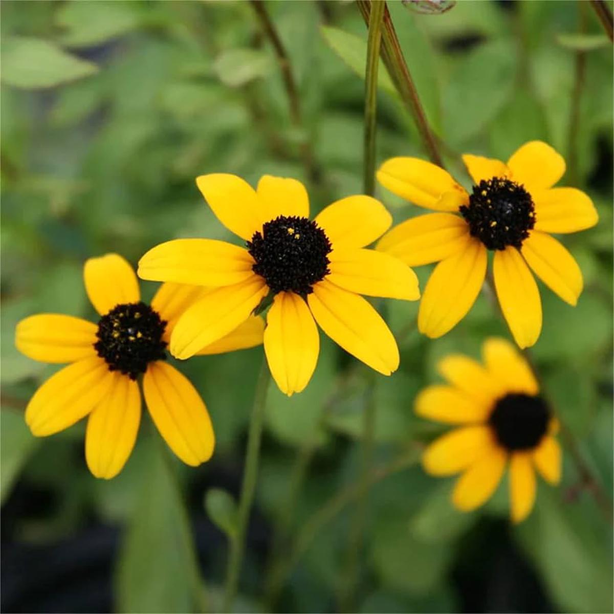 Yellow Rudbeckia Triloba Seeds Heirloom, Non-GMO, Hardy Variety