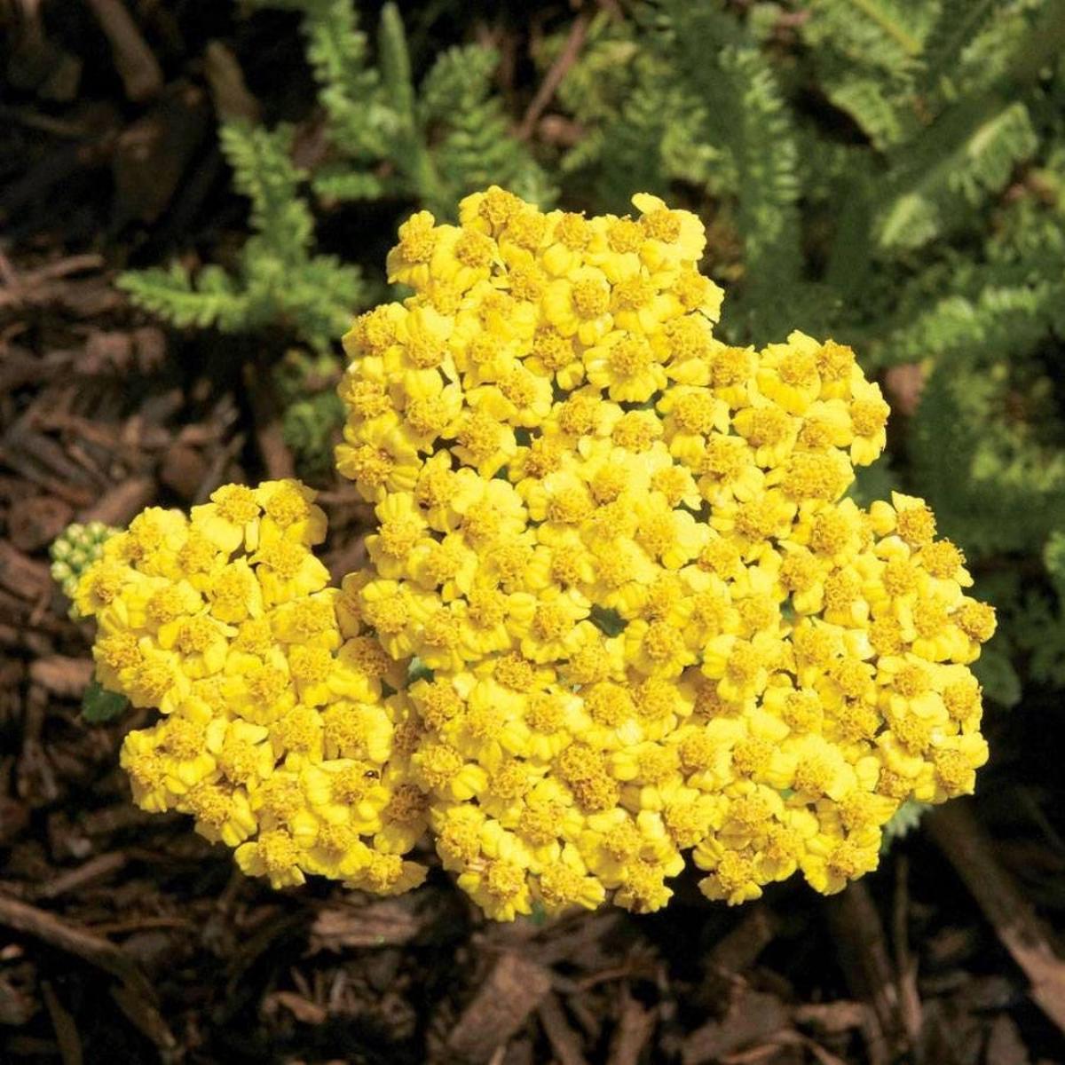 Achillea 'Little Moonshine' Seeds for Planting  Heirloom, Non-GMO, Compact Yellow, Perennial