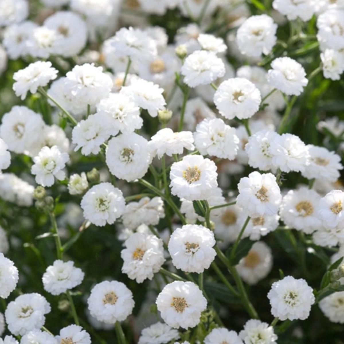 Achillea Ptarmica (Sneezewort) Seeds for Planting  Heirloom, Non-GMO, Hardy, Perennial