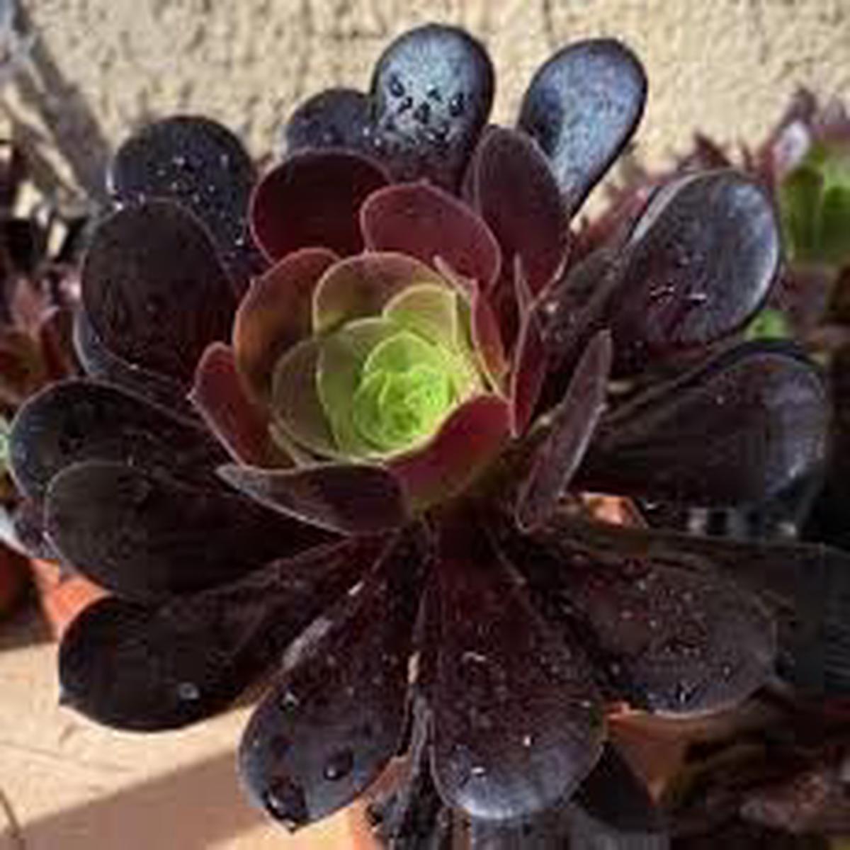 Aeonium Flower Seeds for Planting  Seasonal Bloomer, Heirloom, Non-GMO, Organic Garden Seeds