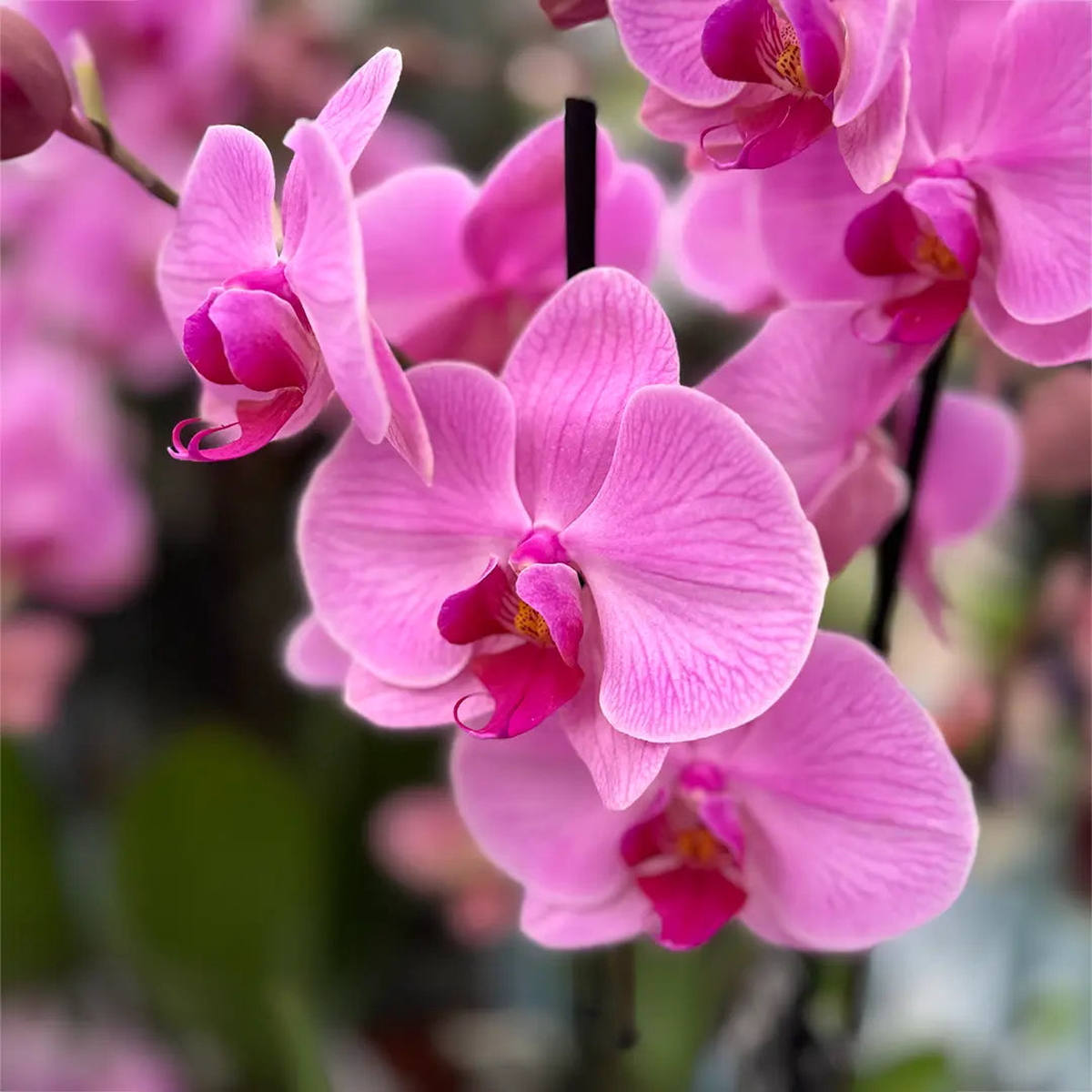 Baby Pink Phalaenopsis Orchid Seeds for Planting  Heirloom, Non-GMO, High Germination Organic Garden Seeds