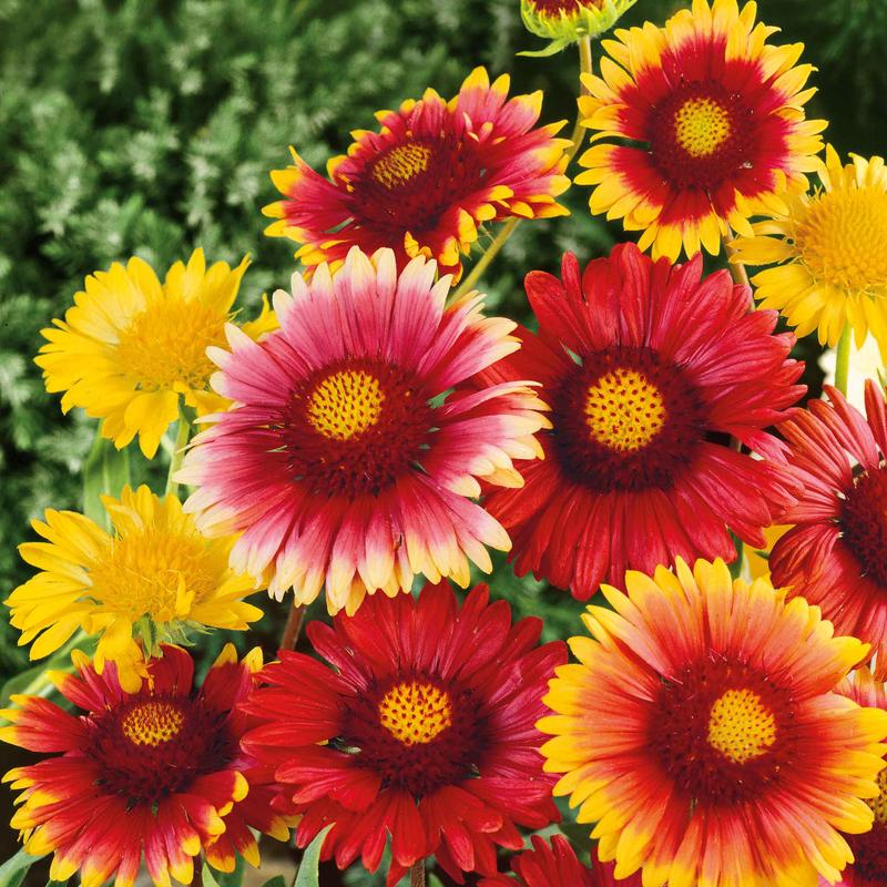 Blanket Flower Seeds - Single Mix