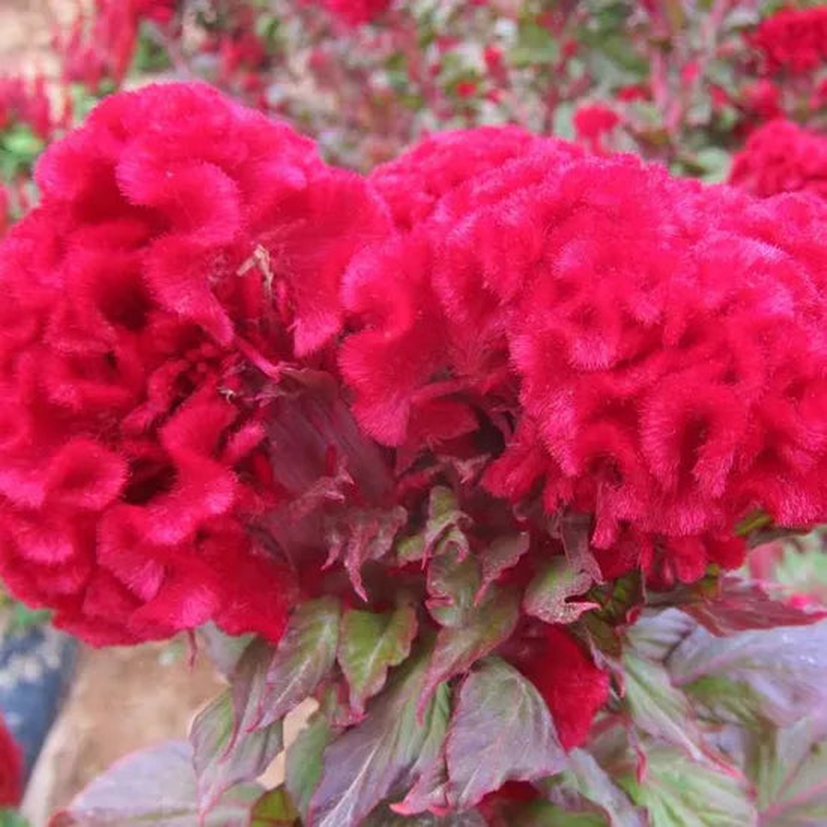 Celosia Cristata Limn Annual Herb Flower  Heirloom, Non-GMO, High Germination Organic Garden Seeds